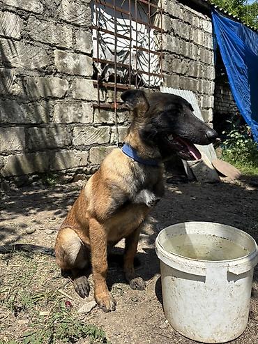 İtlər: Belçika Malinua (Belgian Malinois) balası - Aktiv, ağıllı və — 3