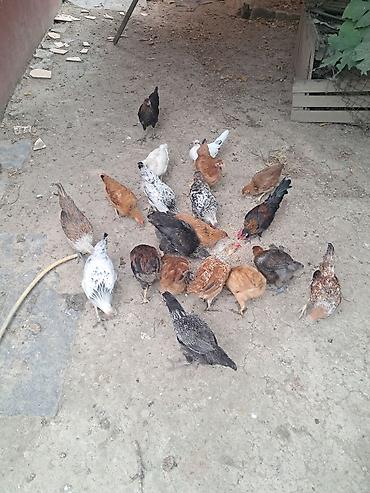 Kənd təsərrüfatı quşları: Təmiz kənd cücələri satlır 4 ayların keçiblər — 1
