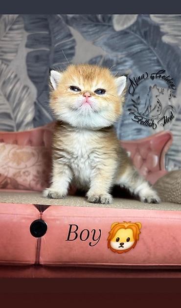 Продажа кошек: Скотиш Фолд (Шотландская вислоухая), 1 месяц, Мальчик, Золотая шиншилла, Приучена к лотку — 6