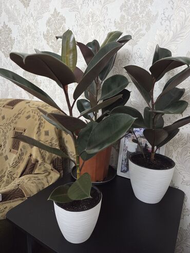 где купить одноразовые контейнеры: Фикус эластика (Ficus elastica, «Каучуконосный фикус») в горшках. -