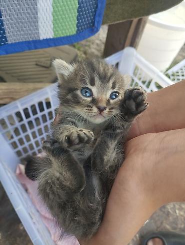 собаки щенки: Милые котята ищут заботливый дом! 🏡💕 Котята маленькие, спокойные и — 1