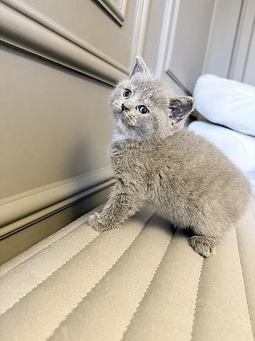 Pişiklər: Britan — 2