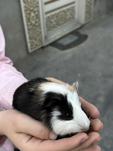 K/t heyvanları və malları: Trikolor dekorativ dəniz donuzu (guinea pig)(5 ededdir) - Cins — 5
