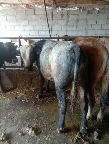 Коровы, быки: Продаю | Бык (самец) | Швицкая, Бельгийская, Абердин-ангус | На откорм | Искусственник