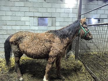 Лошади, кони: Продаю | Кобыла (самка) | Для разведения — 11