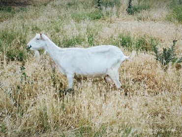 дойная коза кара балта: Продаю | Коза (самка) | Зааненская | На забой, Для разведения, Для молока | Племенные, Котные, Осеменитель