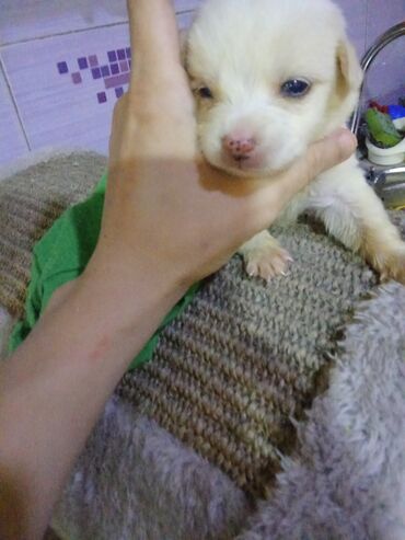 İtlər: Zvonok, 1 ay, Erkek, Ödənişli çatdırılma, Ünvandan götürmə, Pulsuz çatdırılma — 9