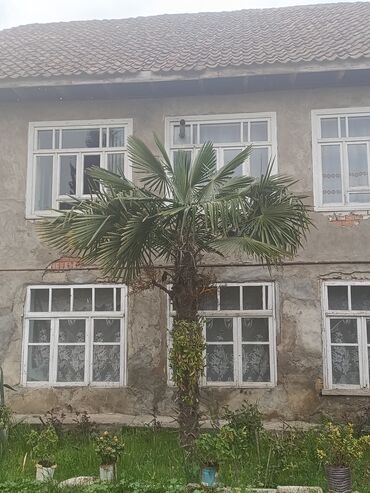 liman bitkisi: Satılır: Palma ağacı – 2 ədəd Yer: Digah, Masallı Qiymət: 200 AZN