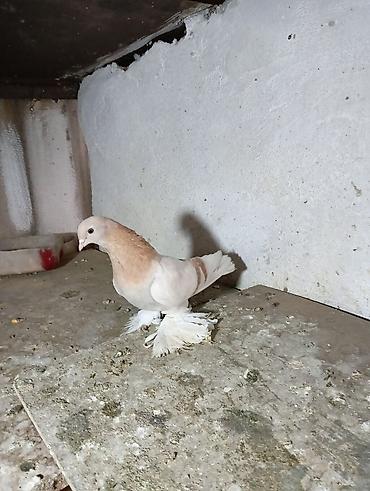 Птицы: Продаю молодых голубей 1 шт стоит пятьсот сом окончательно родители — 16