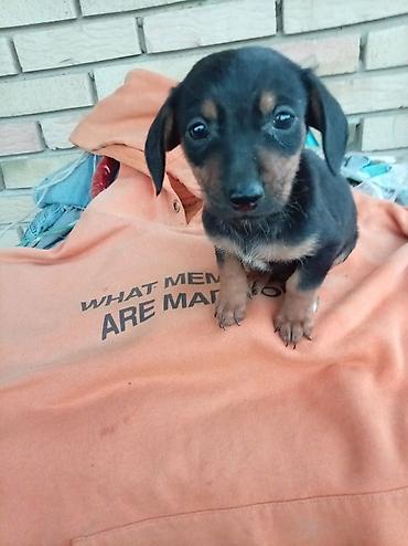 Štenci – mali jazavičari (patuljasti tip) - Dostupne boje: crna sa na lalafo.rs Štenci – mali jazavičari (patuljasti tip) - Dostupne boje: crna sa