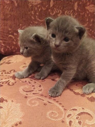 Pişiklər: Britan, Erkək, Dişi — 18