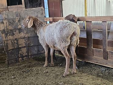 Баран, овца: Продаю | Овца (самка) | На забой, Для разведения — 3