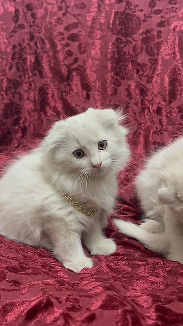котята вислоухие купить: Скотиш Фолд (Шотландская вислоухая), 2 месяца, Мальчик, Белый, Приучена к лотку — 1