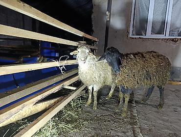 Баран, овца: Продаю | Овца (самка), Ягненок — 2