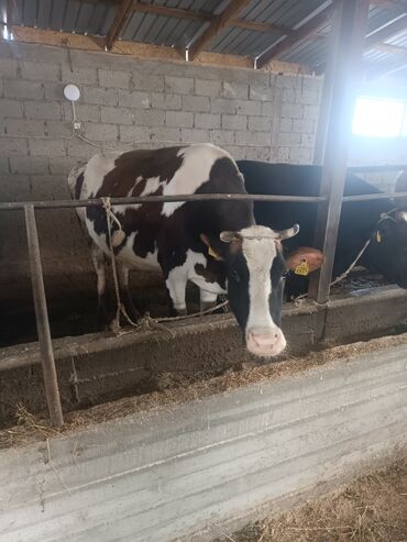 быки ивановка: Продаю | Корова (самка) | Голштин | Для молока | Искусственник
