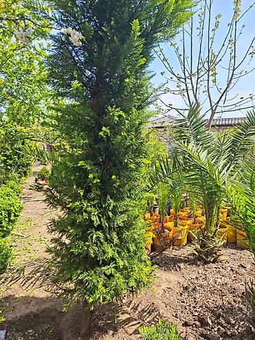 Ağaclar: Ağac, gullerin satişi — 1