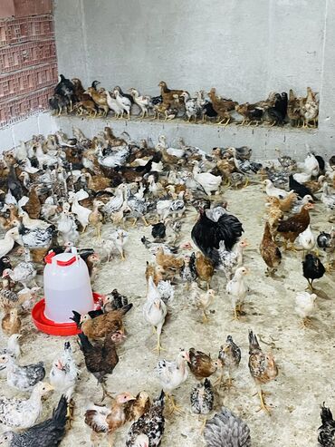 kend çolpası: Toyuq, Damazlıq
