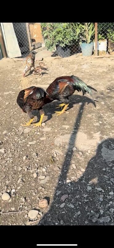 Xoruzlar: Məhsul: Uzunboyun, möhkəm ayaqlı, sərt bədən quruluşlu döyüş tipli — 10