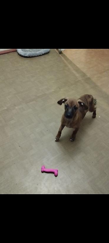 Отдам даром: Продаю породистую собачку миниатюрная такса умная послушная к туалету — 9