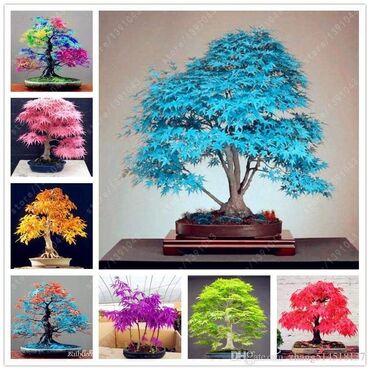 Semena i sadnice: Sakura Bonsai mini japanska trešnja seme
Cena: 650din/5 semenki — 9