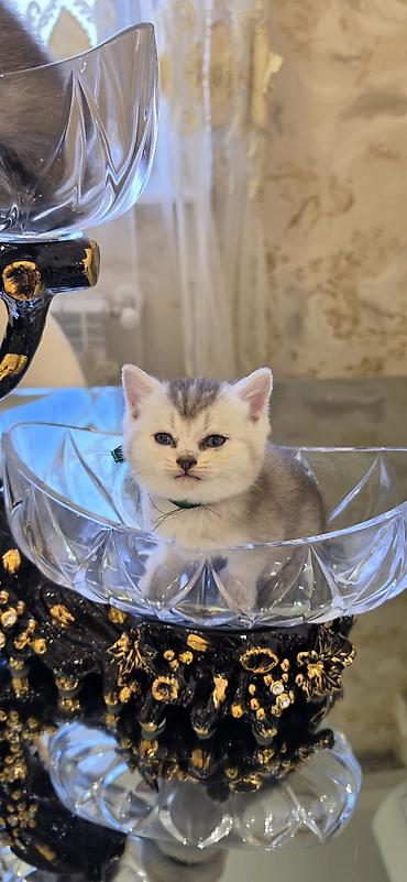 ragdoll pisik: Şınşıla cins pişiklər həm dişi həm erkek . öz pişiyimin balalarıdı — 5