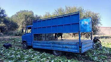 mers 814: Грузовик, Mercedes-Benz, Стандарт, 5 т, Б/у — 2