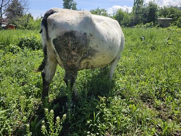 корова голштинской породы цена: Продаю | Корова (самка) | Голштин | Для разведения, Для молока | Стельные