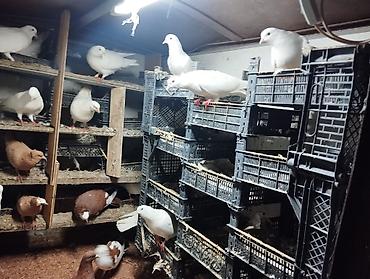 quşlar: Cürbəcür dekorativ göyərçinlər – kolleksiya üçün - Rənglər: ağ — 2