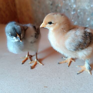 синяя птица: Продаём цыплят !1 недели по 100 сом оптом по 85с.порода Адлер,несушки