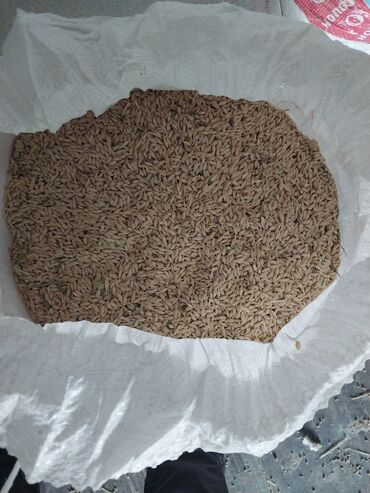 кофеварки зерновые: Семена и саженцы Ячменя, Самовывоз, Платная доставка