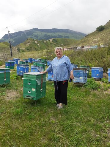 ari satisi azerbaycanda: Arı ailəsi satıram, arılar Qubada yerləşir, Arılar yeşiksiz satılır