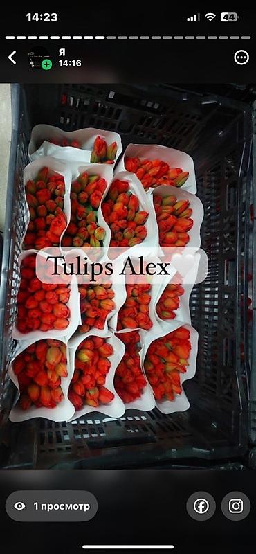 Цветы и букеты: Тюльпаны Tulips Alex💐🌷🌷 - Срезанные тюльпаны в упаковках по пучкам, в — 4