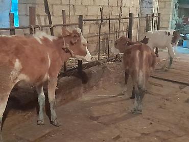 Mal-qara: 900 Manatdan 2000 manata kimi Cins buzov dana Düye — 3