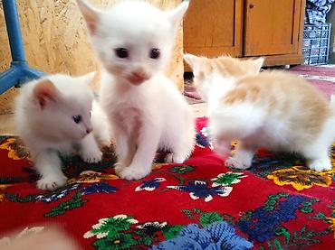 Мышыктар: Котята, домашние, короткошёрстные. Описание: - Окрас: белый и — 2