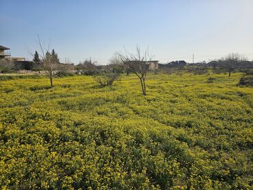 findiq baglari satilir: 5 sot, Tikinti, Mülkiyyətçi, Kupça (Çıxarış)