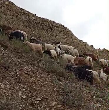 simental inek satışı: Dişi, il: 1, 25 kq, Ətlik, Damazlıq, Südlük, Rayonlara çatdırılma, Ödənişli çatdırılma, Ünvandan götürmə