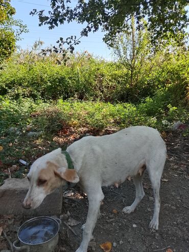 ingilis setteri it cinsi digər adı: Dişi, Ünvandan götürmə