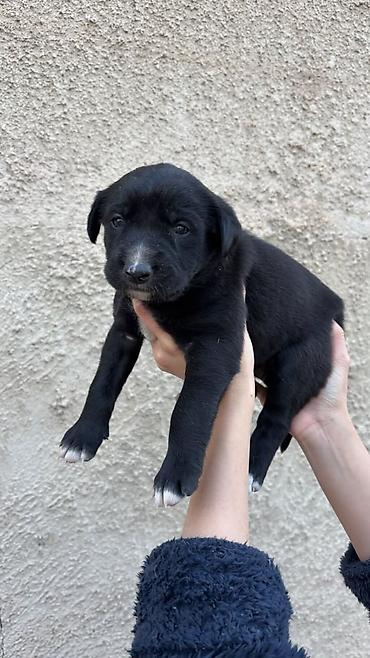 коне корсе: Отдам щенков в добрые руки 🐶❤️ Родились 4 октября. 5 мальчиков и 1 — 3