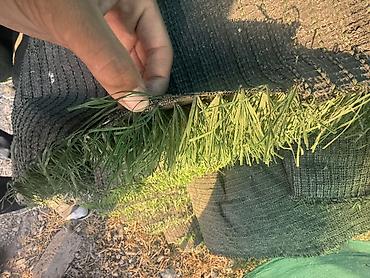 продажа мешков оптом: Продаю футбольные газоны б/у в отличном состоянии 5см, 2 разных цвета — 5