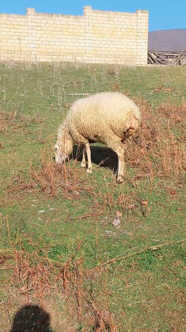 Qoyunlar, qoçlar: Dişi, il: 2, Damazlıq, Ünvandan götürmə — 6