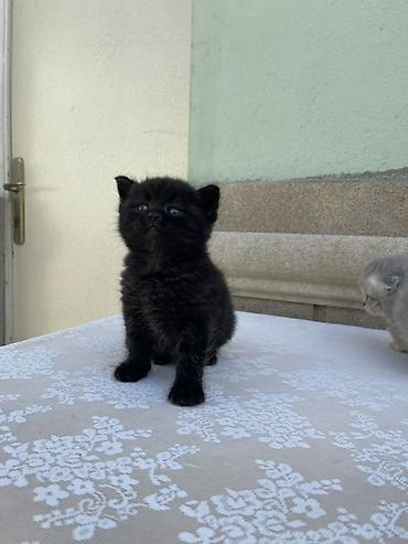 cat ruletka: Britan, Erkək, Yaxşı əllərə, Ödənişli çatdırılma, Ünvandan götürmə — 5