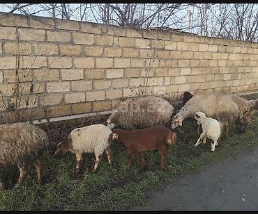 Qoyunlar, qoçlar: Qoyun və quzular satilir quzular yekedi 10-8 kiloqram arasidi yeke — 5