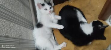 Pişiklər: Erkək, Yaxşı əllərə