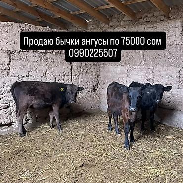 Продаю | Бык (самец) | Абердин-ангус | На откорм | Племенные — 1