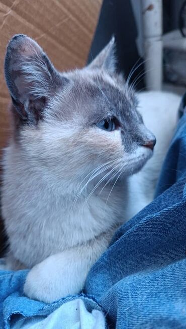 шотланские коты: Пристраивается кошечка в добрые и заботливые руки, кошечка чистая, без