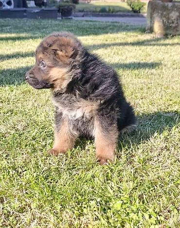 Pets & Animals: Na prodaju 2 ženska šteneta Nemačkog ovčara, lepog eksterijera sa — 3