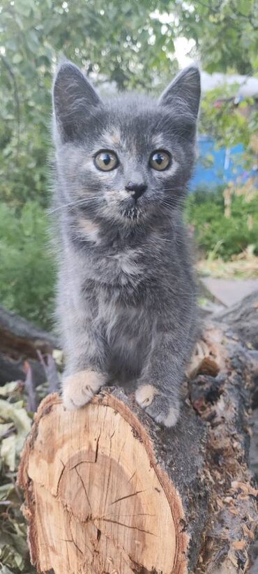 возьму кошку в добрые руки: Котёнок в хорошие руки! Девочка. Возраст 2 месяца. Активная, игривая