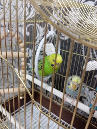 попугай с клетками: Продаю волнистых попугаев парочка Niko & Skay с клеткой 2000 сом