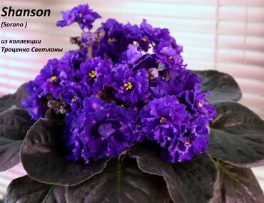 Фиалки и глоксинии: 🌱🌺🌱 Продаю сортовые ДЕТКИ стандартных фиалок🌱🌺🌱. Цены от 80-150 сом — 26