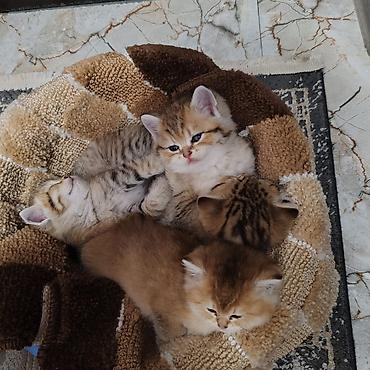 Pişiklər: Britan — 8